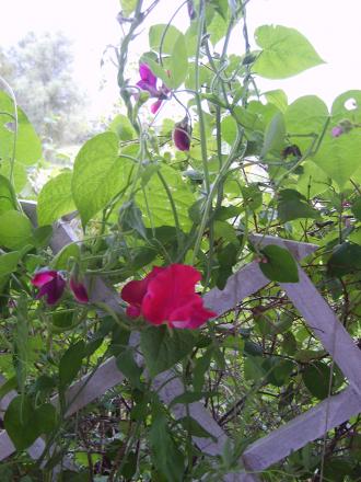 gallery_22761_3588_93077.jpg
