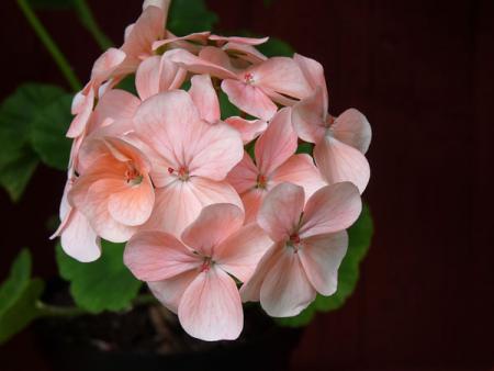 gallery_5783_3609_24325.jpg