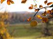 tn_gallery_100_3061_56294.jpg
