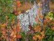 tn_gallery_100_3061_9460.jpg
