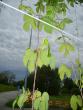tn_gallery_22761_3588_64669.jpg