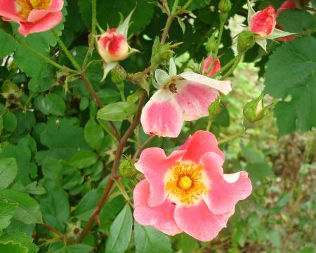 gallery_12789_2988_187291.jpg