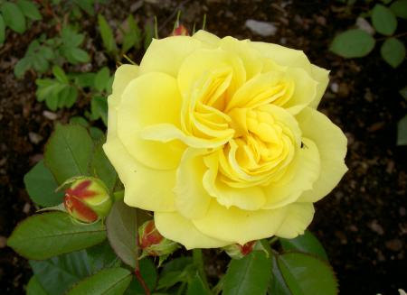 gallery_8514_2668_23352.jpg