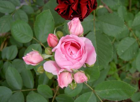 gallery_8514_2907_92037.jpg