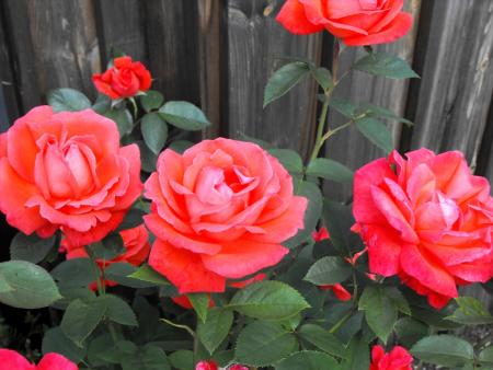gallery_19324_3717_116373.jpg
