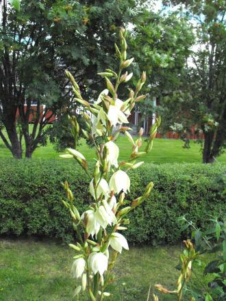 gallery_19324_3717_193259.jpg