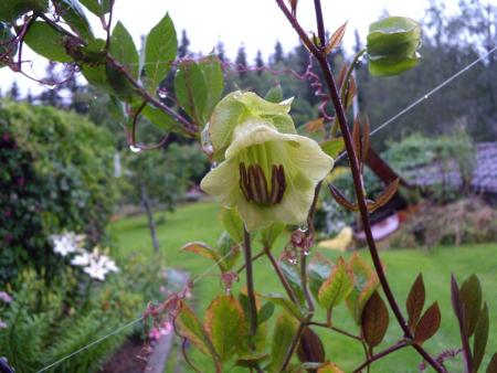gallery_6203_3721_72166.jpg