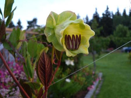 gallery_6203_3721_86536.jpg