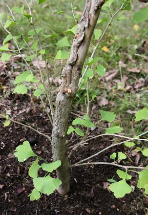 gallery_14406_3728_11718.jpg