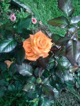 gallery_9159_3729_122715.jpg