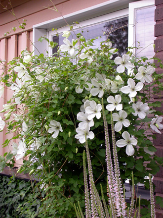 gallery_276_1322_18376.jpg