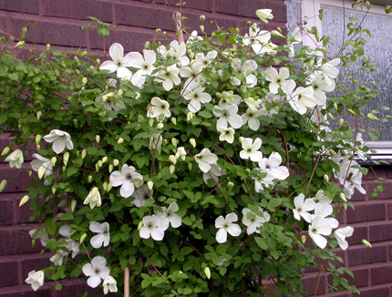 gallery_276_1322_36522.jpg