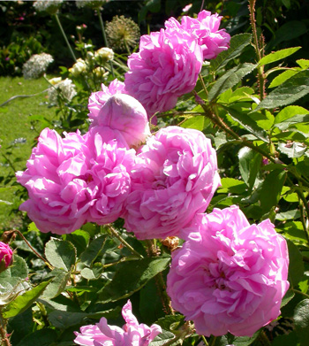 gallery_276_1643_874.jpg
