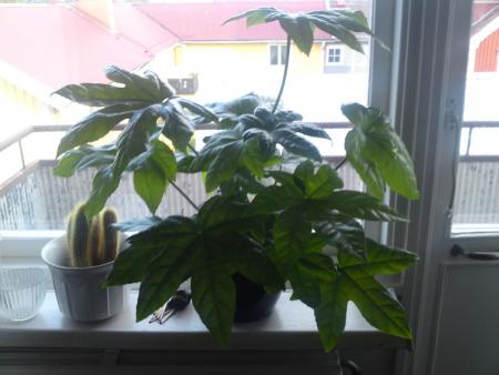 gallery_25103_3731_68396.jpg