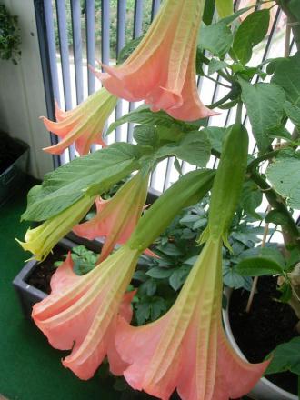 gallery_25128_3732_189109.jpg