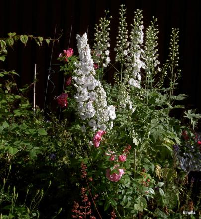 gallery_5169_3610_190082.jpg