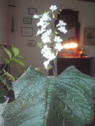 gallery_9500_3739_80346.jpg