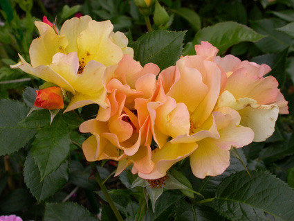 gallery_276_1271_27075.jpg