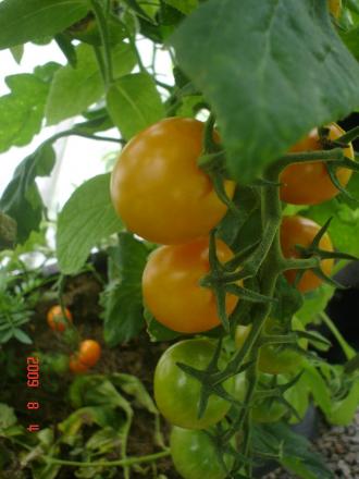 gallery_23100_3752_115246.jpg