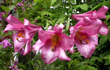 gallery_276_1323_23900.jpg