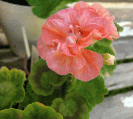 gallery_352_2076_59589.gif