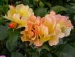 tn_gallery_276_1271_27075.jpg