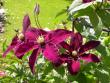 tn_gallery_276_1322_79664.jpg