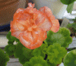 tn_gallery_352_2076_107488.gif