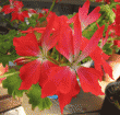 tn_gallery_352_2076_2378.gif