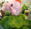 tn_gallery_352_2076_27512.gif