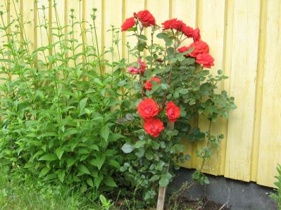 gallery_22008_3753_9087.jpg