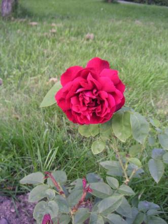 gallery_18990_3674_60570.jpg