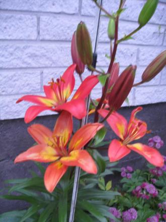 gallery_23204_3641_11824.jpg