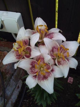 gallery_25026_3768_43007.jpg
