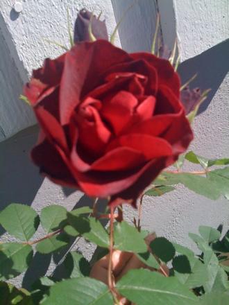 gallery_25026_3768_47775.jpg
