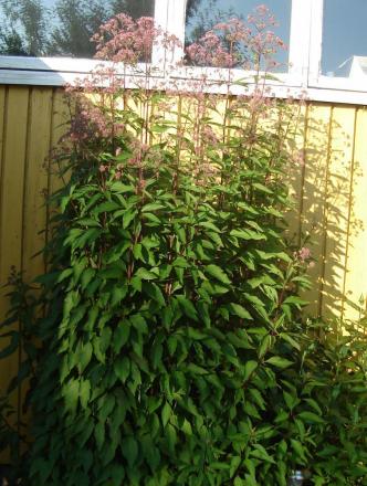 gallery_8862_3759_204806.jpg