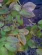 tn_gallery_25026_3768_16865.jpg
