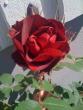 tn_gallery_25026_3768_47775.jpg