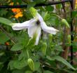 tn_gallery_276_1322_27644.jpg