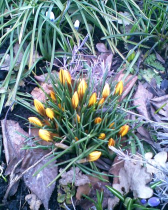 gallery_13935_3099_12807.jpg