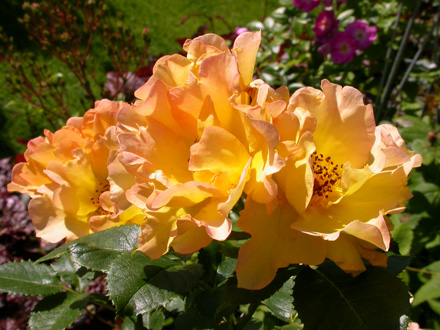 gallery_276_1271_33981.jpg