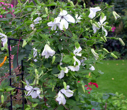 gallery_276_1322_61492.jpg