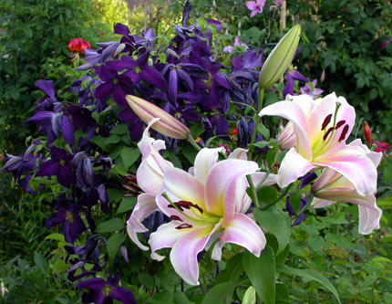 gallery_276_1323_32114.jpg