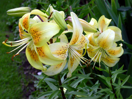 gallery_276_1323_7177.jpg