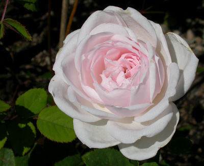 gallery_276_1640_12425.jpg