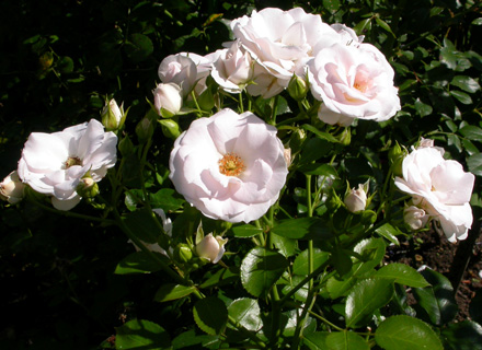 gallery_276_1646_23427.jpg
