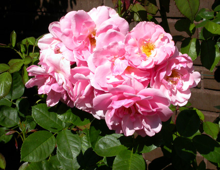 gallery_276_1646_26459.jpg