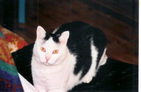 gallery_13935_3100_43625.jpg