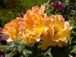 tn_gallery_276_1271_33981.jpg