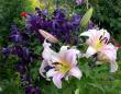 tn_gallery_276_1323_32114.jpg